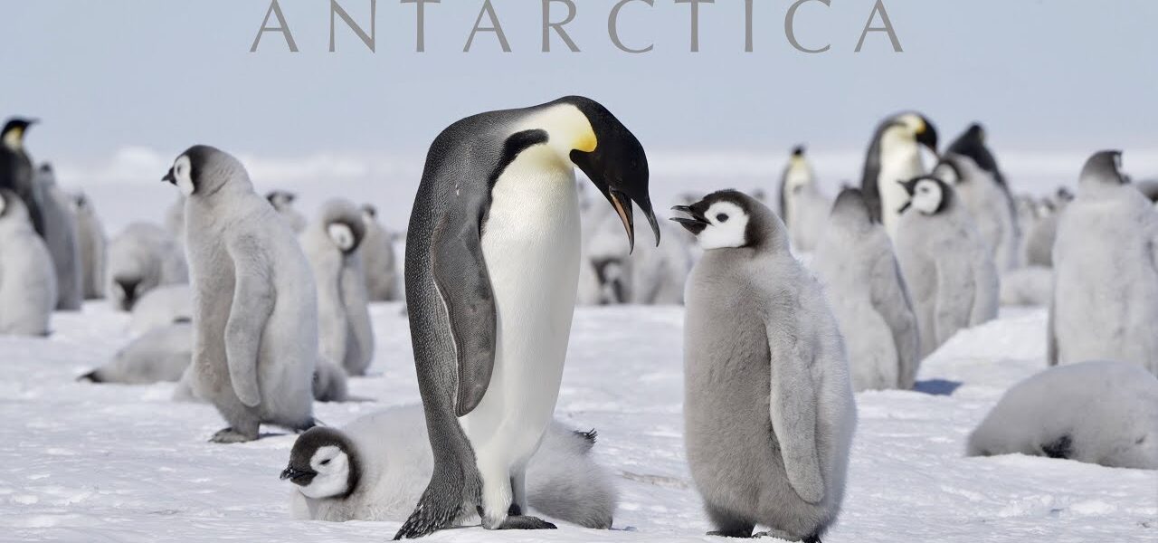 ANTARCTICA 4K | South Pole & Emperor Penguins